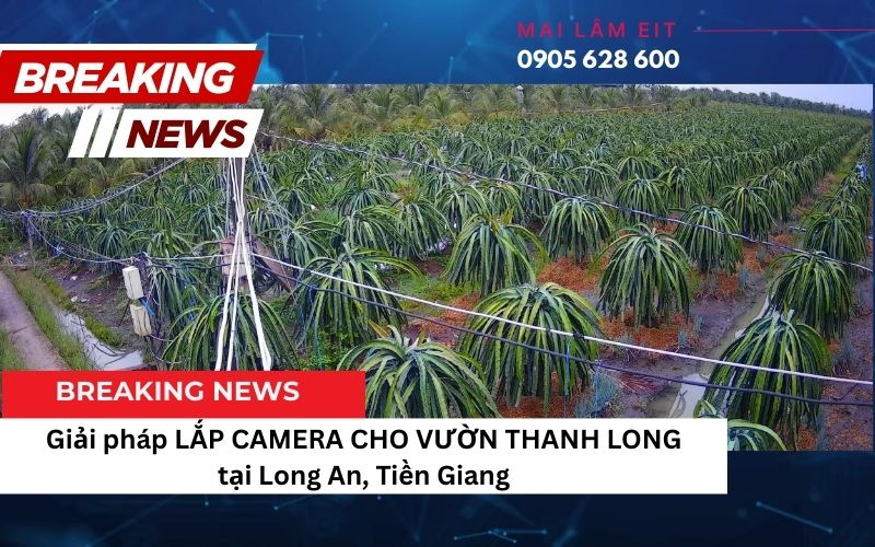 Giải pháp LẮP CAMERA CHO VƯỜN THANH LONG tại Long An, Tiền Giang 3 tinhocmailam.com co nen lap camera cho vuon thanh long tai long an tien giang 3